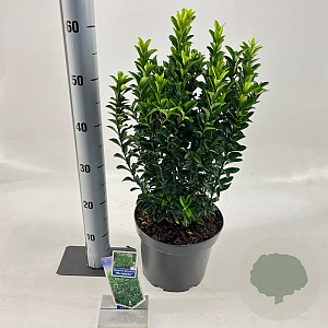 Euonymus jap. 'Microphyllus' 35-40 cm 5,0L