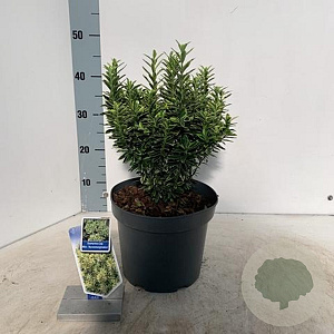 Euonymus jap. 'Microphyl. Aureovar' 35-40 cm 5,0L