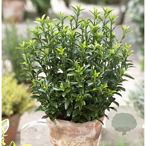 Euonymus jap. 'Microph. Pulchellus' 15-20 cm C1.5