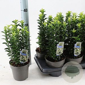 Euonymus jap. Paloma Blanca 15-20 cm P13