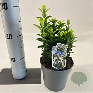Euonymus jap. Paloma Blanca 15-20 cm P13