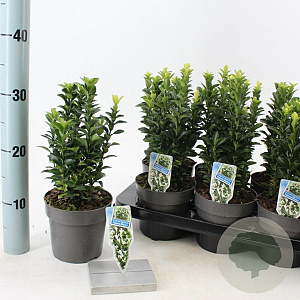 Euonymus jap. Paloma Blanca 15-20 cm P13