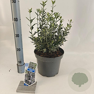 Euonymus jap. 'Susan' 35-40 cm 5,0L