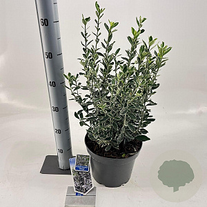 Euonymus jap. 'Susan' 35-40 cm 5,0L