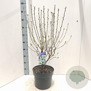 Exochorda racem. Blushing Pearl 40-60 cm 7,5L