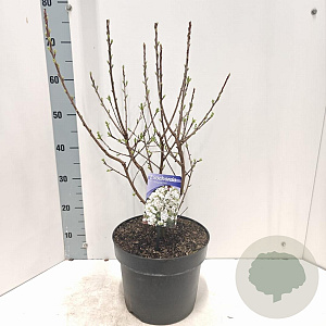 Exochorda racem. 'Niagara' 40-60 cm 7,5L