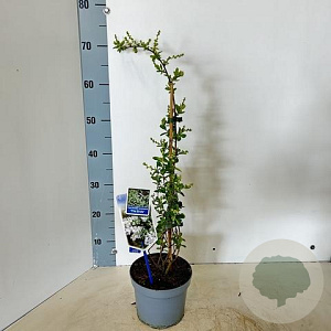 Exochorda 'The Bride' 25-30 cm 2,0L met stok