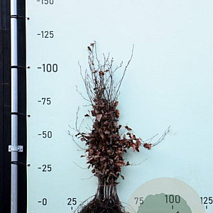 Fagus sylvatica 80-100 cm wortelgoed