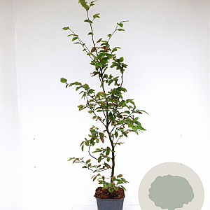 Fagus sylvatica 80-100 cm 5,0L geveerd