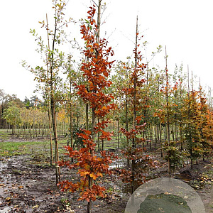 Fagus syl. 'Atropunicea' 10-12 HO draadkluit geveerd