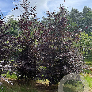 Fagus syl. 'Atropunicea' 16-18 HO draadkluit geveerd