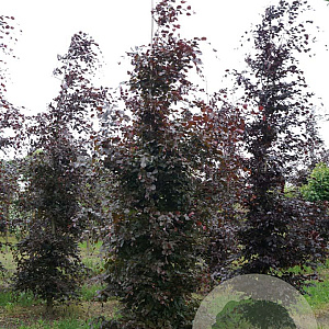 Fagus syl. 'Atropunicea' 20-25 HO draadkluit geveerd