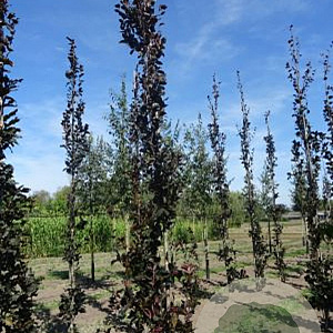 Fagus syl. 'Dawyck Purple' 8-10 HO draadkluit geveerd