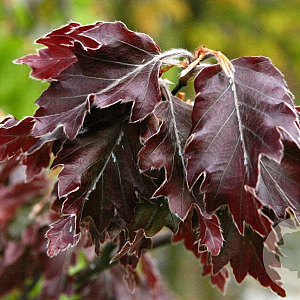 Fagus syl. 'Rohanii' 50-60 cm met kluit