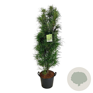 Frangula alnus Fine Line 150-175 cm 30L extra