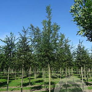 Fraxinus ang. 'Raywood' 8-10 HO draadkluit