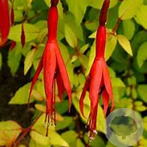 Fuchsia magel. 'Aurea' GM P9
