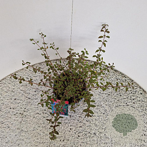 Fuchsia 'Riccartonii' 30-35 cm 2,5L