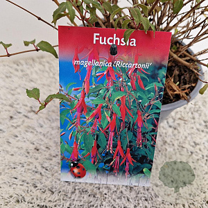 Fuchsia 'Riccartonii' 30-35 cm 2,5L