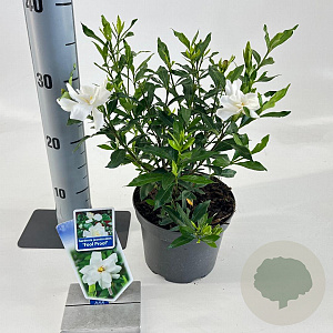 Gardenia jasm. Fool Proof 25-30 cm 2,0L