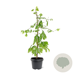 Ginkgo biloba 50-60 cm 3,0L