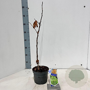 Ginkgo biloba 60-80 cm 2,0L