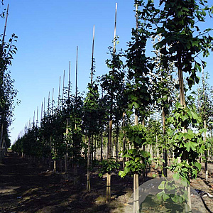 Ginkgo biloba 10-12 HO draadkluit geveerd