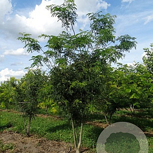 Gleditsia triacanthos inermis 400-450 cm draadkluit meerstammig