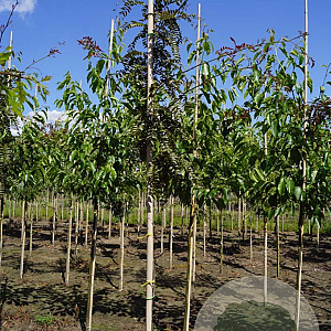 Gleditsia triac. 'Rubylace' 6-8 HO draadkluit