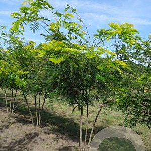 Gleditsia triac. 'Sunburst' 175-200 cm draadkluit meerstammig