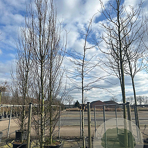 Gleditsia triac. 'Sunburst' 16-18 HO cont. 130L