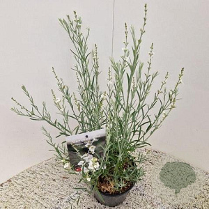 Gomphostigma v. 'Silver Butterfly' 30-40 cm 2,0L