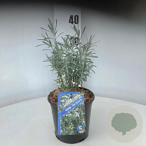 Gomphostigma v. 'Silver Butterfly' 30-40 cm 2,0L