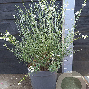 Gomphostigma v. 'White Candy' 50-60 cm 10L