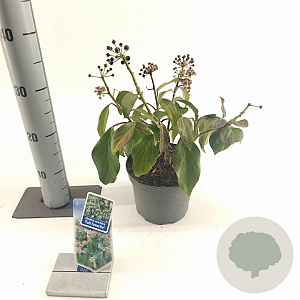 Hedera colchica 'Fall Favourite' 20-25 cm 2,0L