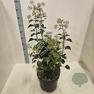 Hedera hel. 'Arborescens' 40-60 cm 10L