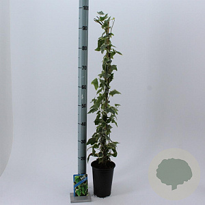 Hedera hel. 'Glacier' 50-70 cm C1.5