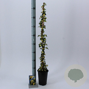 Hedera hel. 'Goldheart' 50-70 cm C1.5