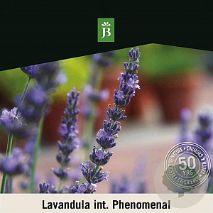 Lavandula int. Phenomenal 40-50 cm 15L