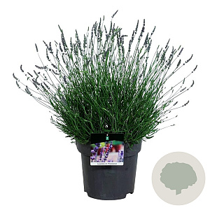Lavandula int. Phenomenal 40-50 cm 15L