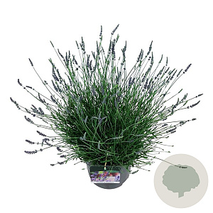 Lavandula int. Phenomenal 40-50 cm 15L