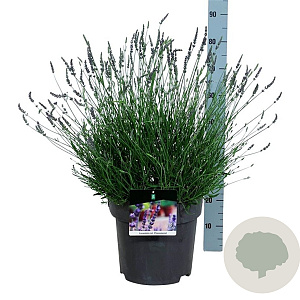 Lavandula int. Phenomenal 40-50 cm 15L