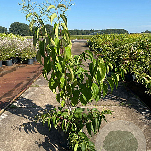 Heptacodium miconioides 60-80 cm 10L