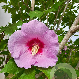Hibiscus 'Resi' 12-14 HO draadkluit