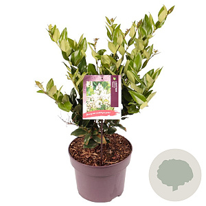 Ligustrum j. 'Texanum' 30-40 cm 3,0L