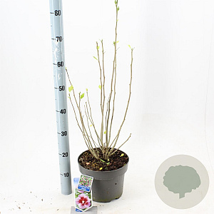 Hibiscus syr. Flower Tower Purple 60-70 cm 5,0L