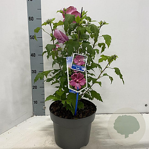 Hibiscus syr. Flower Tower Ruby 60-70 cm 5,0L