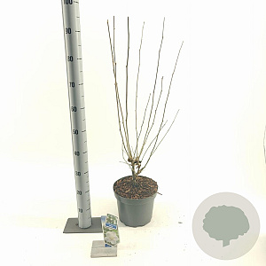 Hibiscus syr. Flower Tower White 60-70 cm 5,0L