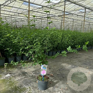 Hibiscus syr. Lavender Chiffon 25 cm stam 5,0L