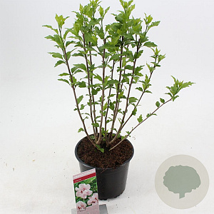 Hibiscus syr. 'Leopoldii' 40-50 cm 3,0L